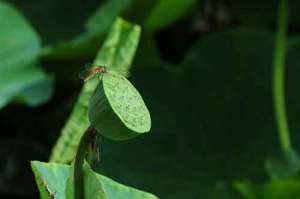 宣化上人：金刚经浅释（化无所