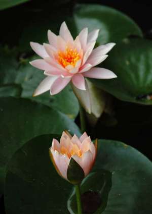 宣化上人：节食、寡欲